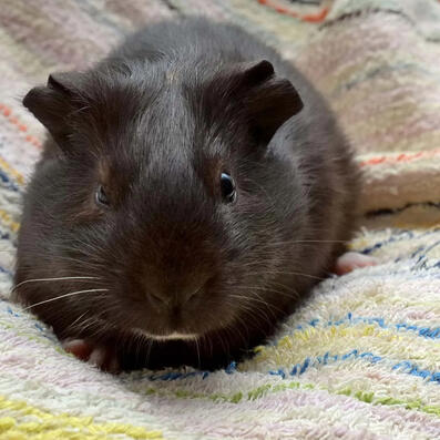 guinea pig (cavia porcellus)