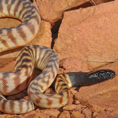 black-headed python (aspidites melanocephalus)