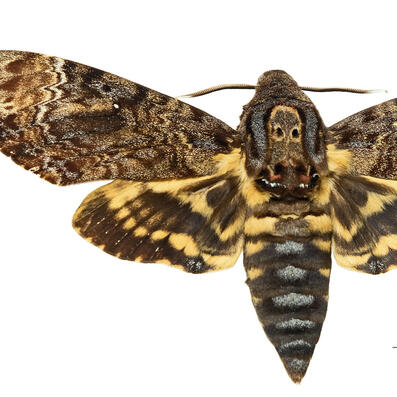 deaths head hawkmoth (acherontia lachesis)