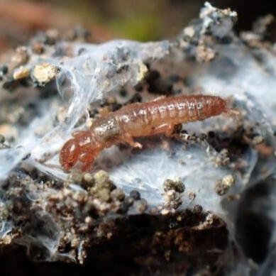 webspinner (metoligotoma sp.)