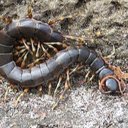 galapagos centipede (scolopendra galapagoensis)