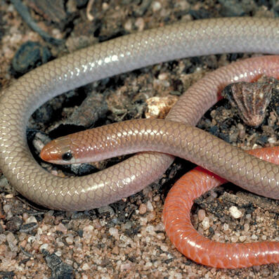 mallee worm-lizard (aprasia inaurita)