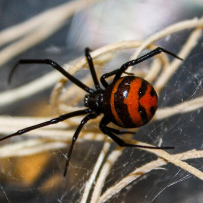 laos black widow (latrodectus elegans)