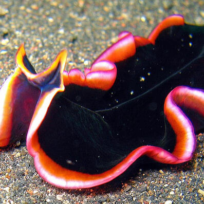 marine flatworm (pseudobiceros hancockanus)