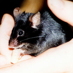 fancy mouse (mus musculus)