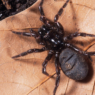 victorian funnel web spider (hadronyche modesta)