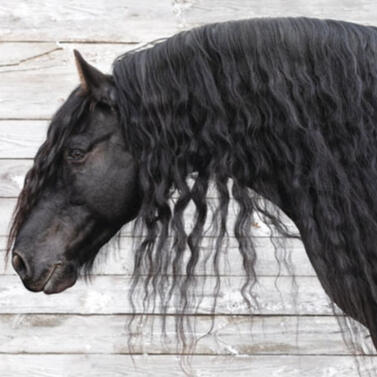 friesian horse (equus caballus)