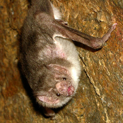 vampire bat (desmodus rotundus)
